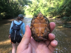 Sternotherus peltifer
