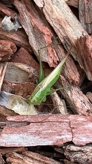 Conocephalus cinereus