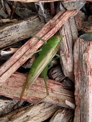 Conocephalus cinereus