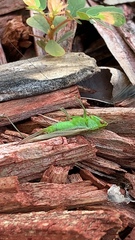 Conocephalus cinereus