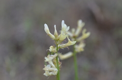 Astragalus reventiformis