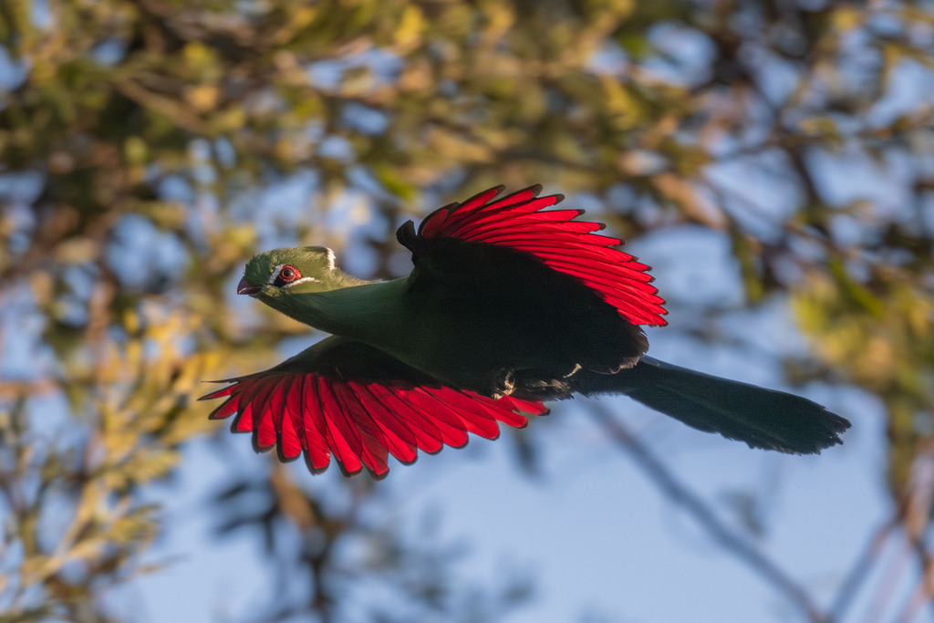 Knysna Turaco (Tauraco corythaix) photo