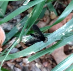 Tabanomorpha