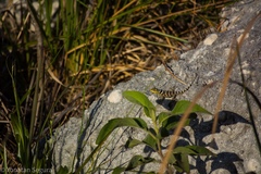 Sceloporus serrifer