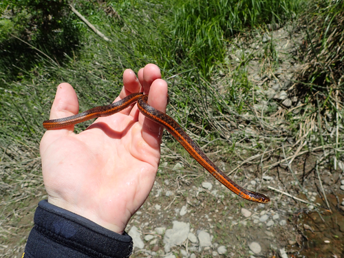 iNaturalist observation photo of Aquatic Garter Snake
