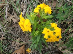 Lithospermum caroliniense
