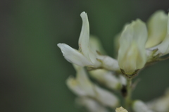 Astragalus reventiformis