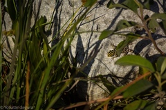 Sceloporus serrifer