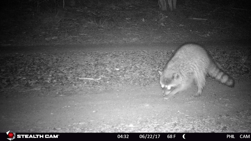 iNaturalist observation photo of Common Raccoon