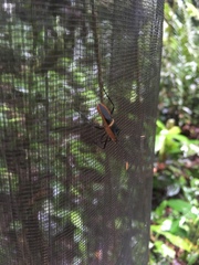 Leptoscelis saepifera