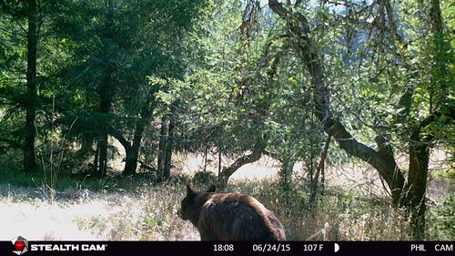 iNaturalist observation photo of American Black Bear