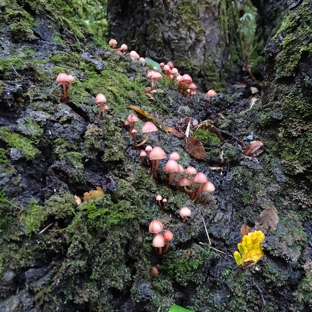 Mycena haematopus · May 2019 · photo: © cristianriquelme (iNaturalist, cc-by)