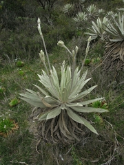Espeletia grandiflora