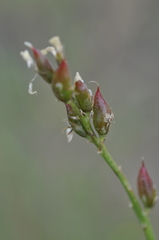 Astragalus reventiformis