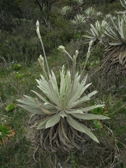 Espeletia grandiflora