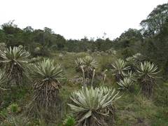Espeletia grandiflora