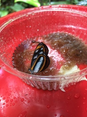 Hyposcada illinissa ida