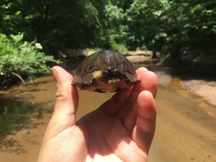 Sternotherus minor