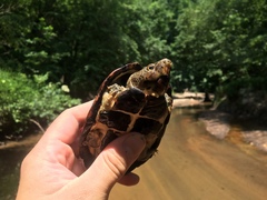Sternotherus minor
