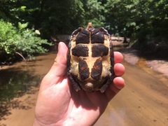 Sternotherus minor