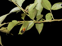 Volucella trifasciata