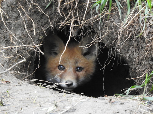Red Fox photographed in North Dakota
