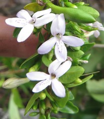 Oplonia spinosa