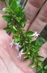 Oplonia spinosa