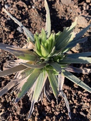 Argyroxiphium × Dubautia