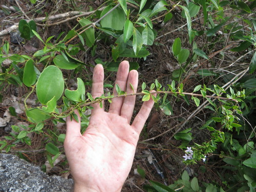 Image of Oplonia spinosa by (c) Ben Machado, some rights reserved (CC BY)