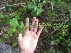 Oplonia spinosa