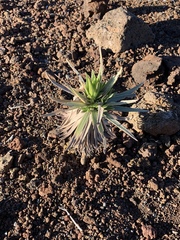 Argyroxiphium × Dubautia