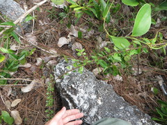 Oplonia spinosa