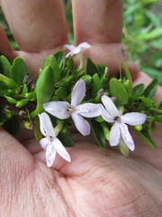 Oplonia spinosa