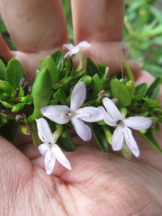 Oplonia spinosa
