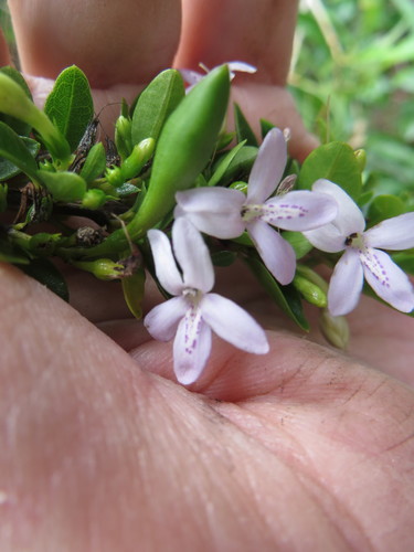 Image of Oplonia spinosa by (c) Ben Machado, some rights reserved (CC BY)