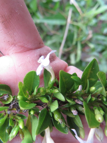 Image of Oplonia spinosa by (c) Ben Machado, some rights reserved (CC BY)