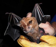 Artibeus lituratus