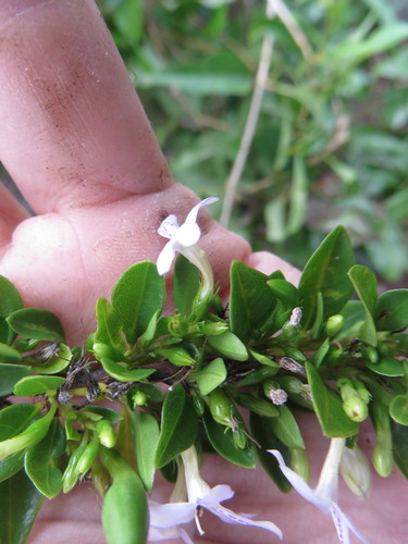 Image of Oplonia spinosa by (c) Ben Machado, some rights reserved (CC BY)