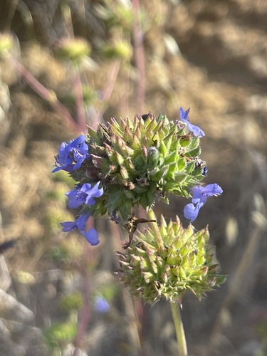 San Bernardino Sage (Salvia ×)