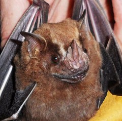 Artibeus lituratus