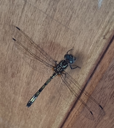 Slender Clubskimmer