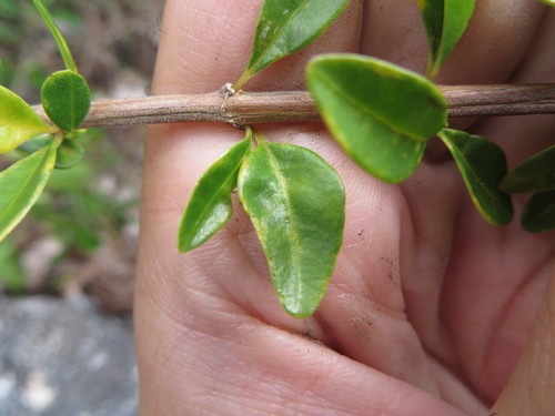 Image of Oplonia spinosa by (c) Ben Machado, some rights reserved (CC BY)
