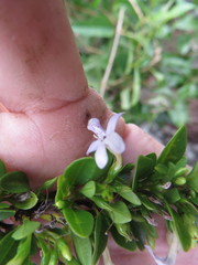 Oplonia spinosa