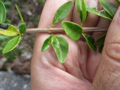 Oplonia spinosa