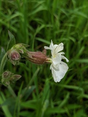 Behenantha