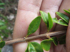 Oplonia spinosa