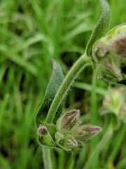 Behenantha
