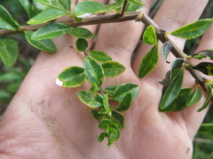 Oplonia spinosa