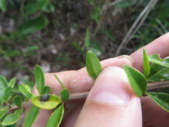 Oplonia spinosa